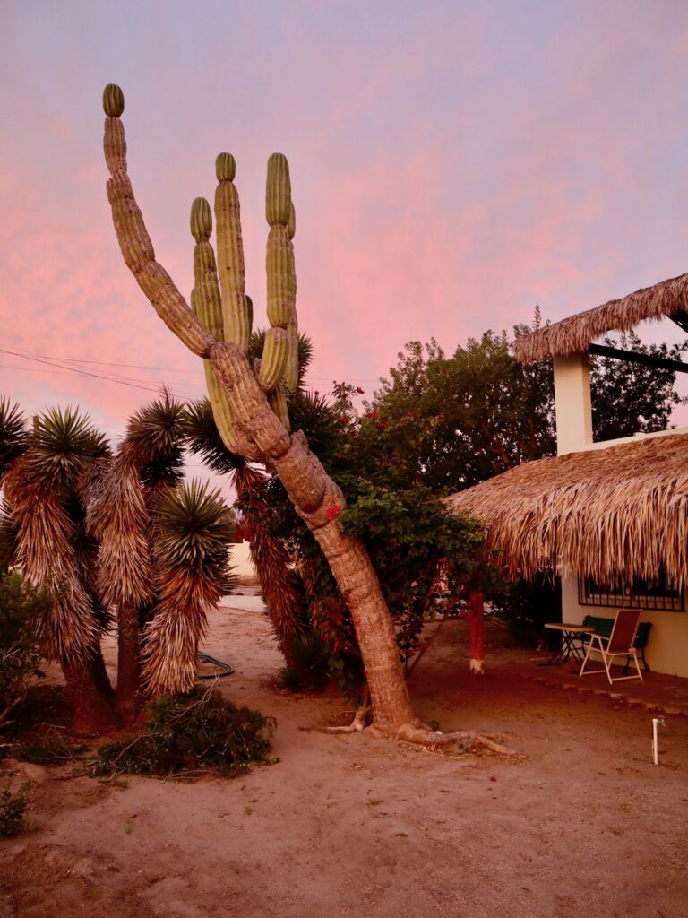 cactus at sunset at our perfect home location - El Comitan