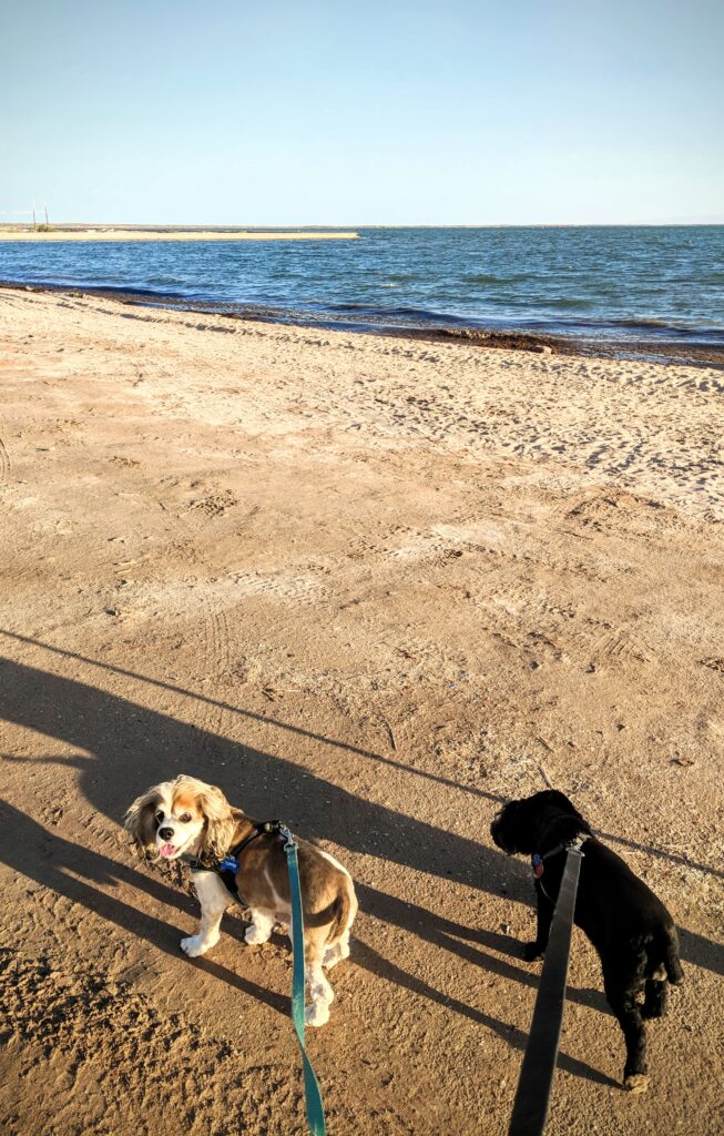 Vet in Mexico: dogs on the beach