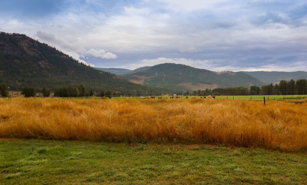 RV life - horses in the field at PV Ranch